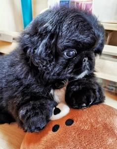 京巴犬 北京犬,自家繁殖2022年1月19号出生,黑色两只公