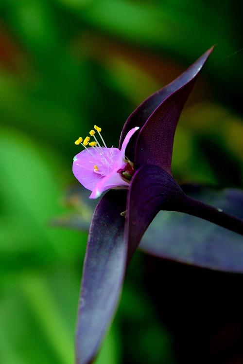 【图片5】一组紫鸭跖草--蜂鸟论坛照片套图