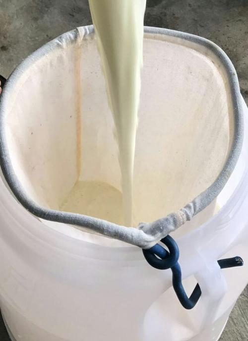 鲜牛奶从储存罐缓慢倒进过滤桶里,(环境已进行严格的无菌消毒).