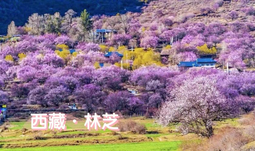 西藏林芝桃花节3月4月爆花期