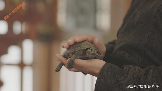 在《大军师司马懿》的"心猿意马"小乌龟身上你看到了什么