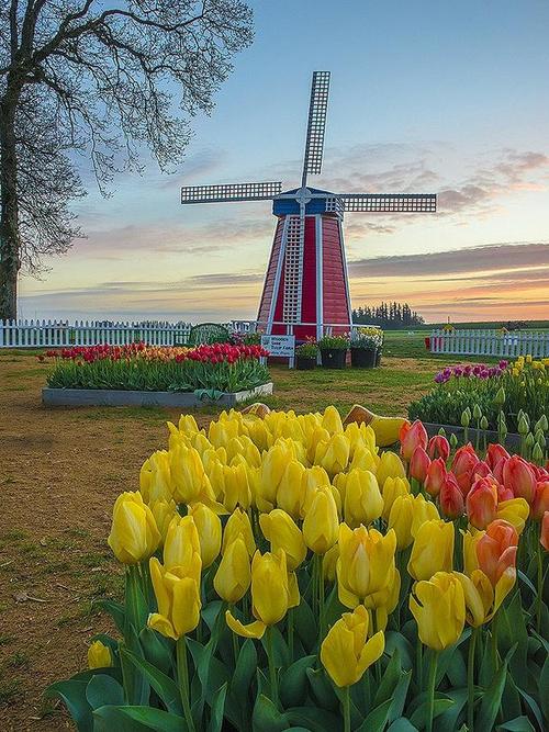 欧洲最美的春天荷兰与郁金香的美好情节