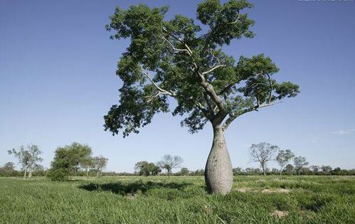 中国大量引进"储水树",一棵树可储水两吨,我国可