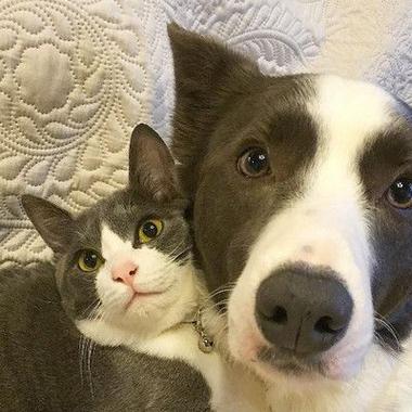 猫和狗搞笑情侣头像图片