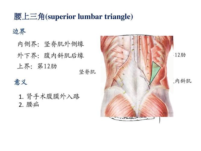 腰上三角(superior lumbar triangle) 边界 内侧界:竖脊肌外侧缘 外