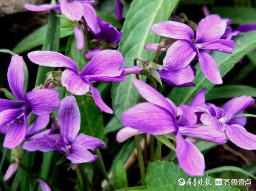 情报站|儿时田野上的紫色小花你还记得吗?临沂的紫花地丁开了