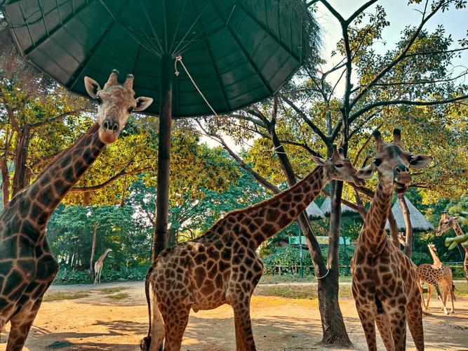 优雅的长颈鹿拍摄于长隆野生动物世界