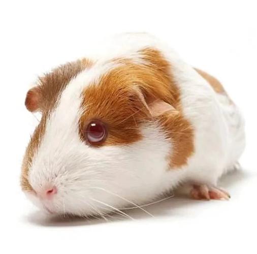 荷兰猪活物荷兰鼠豚鼠已打疫苗荷兰猪粮食用品小宠物玩具公仔包活