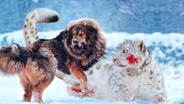 实拍罕见一幕,一只雪豹为保护食物大战三条藏獒,藏獒竟被吓退
