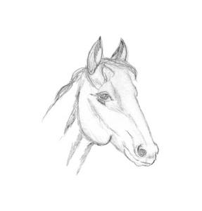 在白色背景上被隔离的铅笔画.动物肖像图形.骏马手绘图像照片