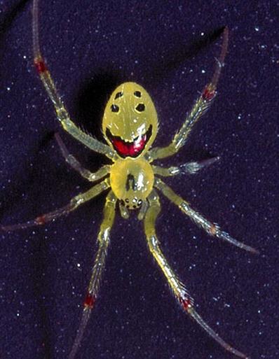 图夏威夷发现带笑脸的无毒蜘蛛