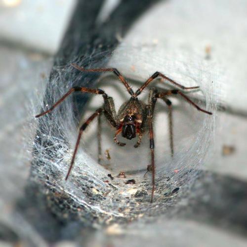 漏斗蜘蛛,arachnophobia,节肢动物