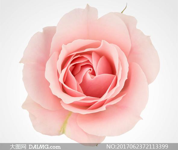 一朵粉色的玫瑰花特写摄影高清图片