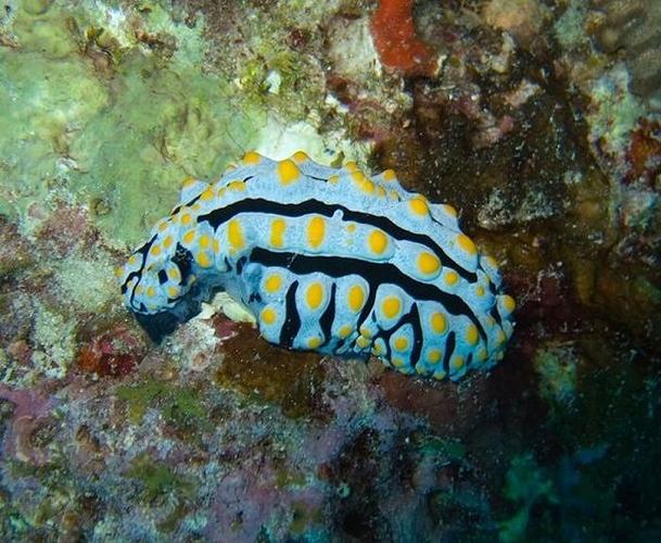 20种不寻常的海底动物