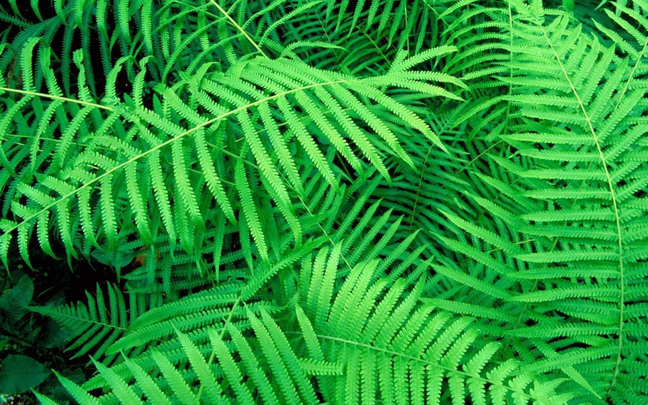 绿色护眼植物小清新高清图片桌面壁纸高清大图预览1920×1200_植物壁