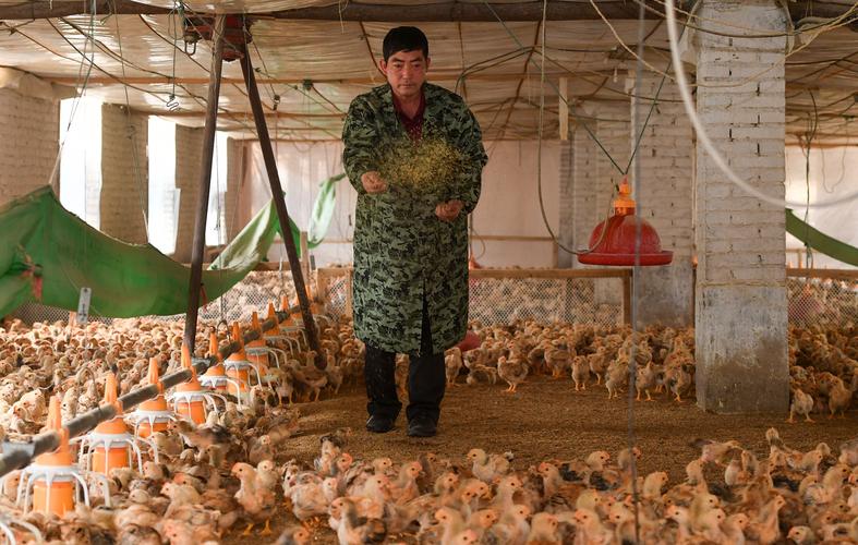 清镇温氏畜牧有限公司的合伙农户正在喂食肉鸡