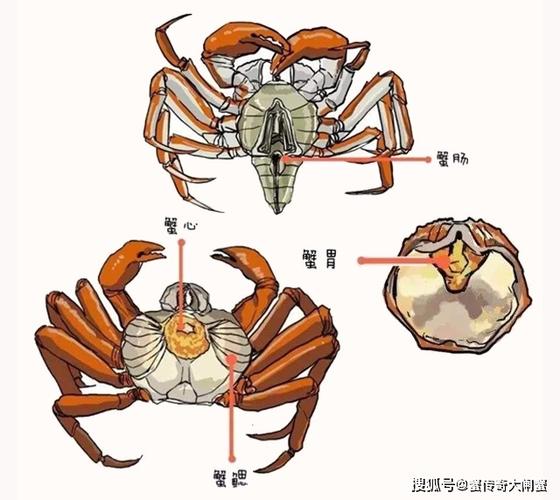 一年一度吃阳澄湖蟹传奇大闸蟹的日子将至蟹传奇蟹吃法攻略奉上