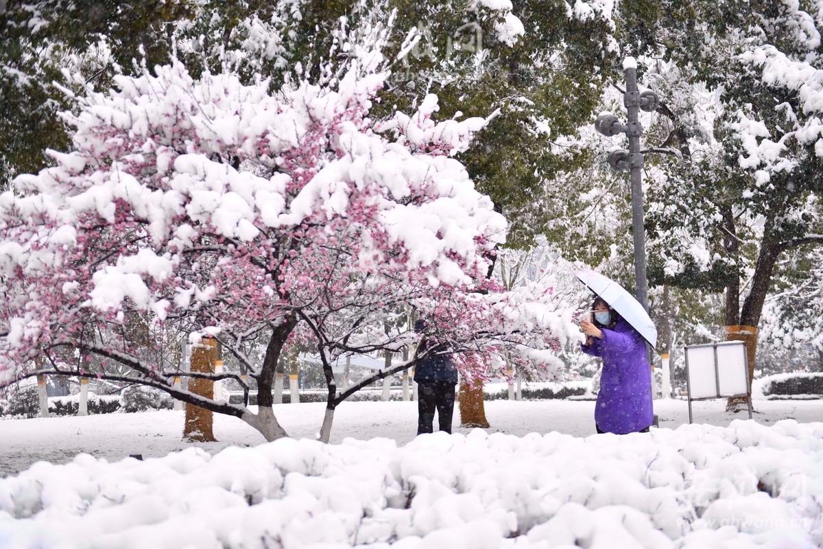 合肥天鹅湖公园银装素裹雪景美如画组图