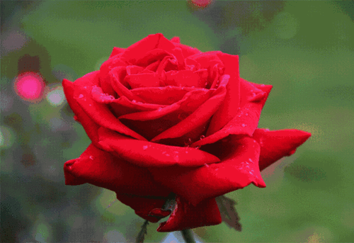 东方树玫瑰园是珠三角 唯一一个以树玫瑰为主题的主题公园 红玫瑰,黄