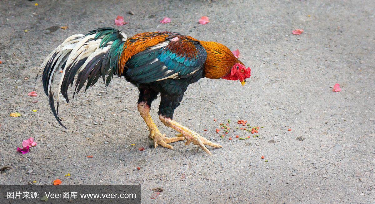 泰国公鸡在街上啄食谷物