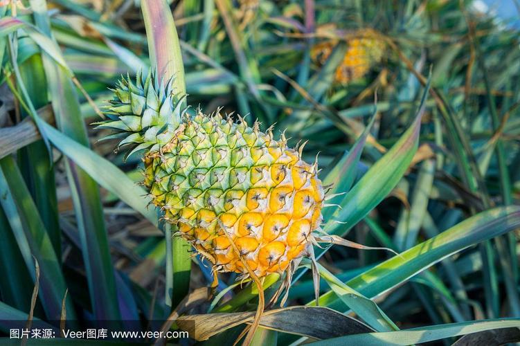 菠萝,一种生长在农场的热带水果