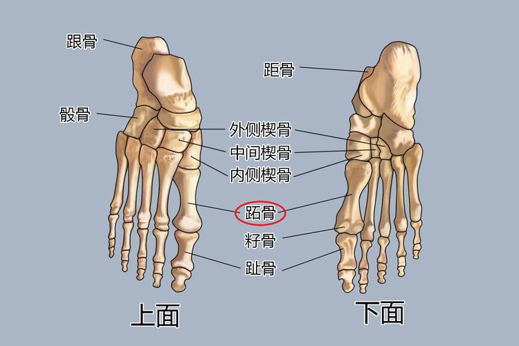 位置跖骨共5块,由内向外依次为第1-5跖骨,每块跖骨均可分为底,体和头