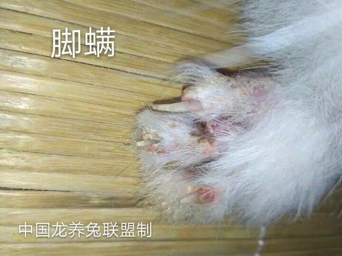 中国龙养兔联盟→参考:家兔螨虫防治方案
