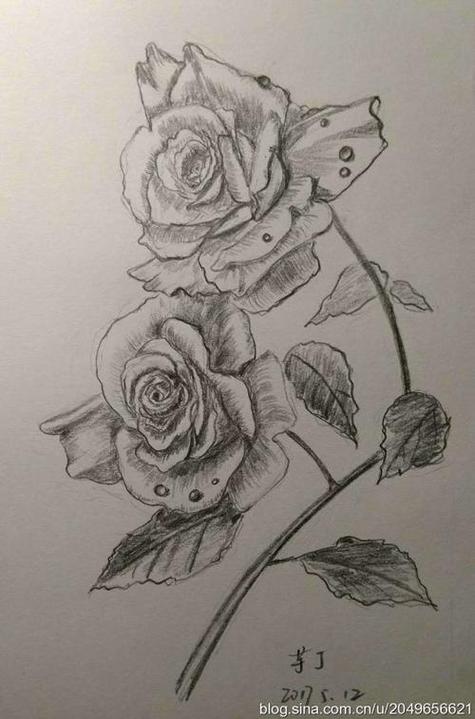 手绘玫瑰花卉速写钢笔画玫瑰