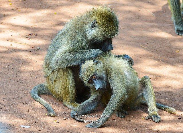 马尼亚拉国家公园—狒狒