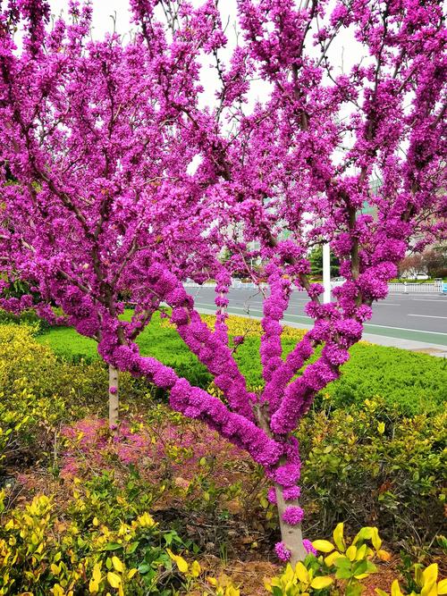 树干也开花的紫荆花