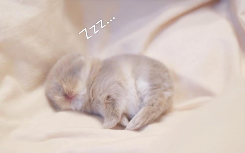 荷兰垂耳兔·兔兔睡觉的一万种姿势 兔子