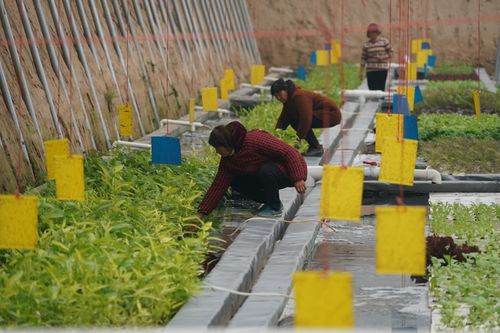 11月27日,工作人员在开封市祥符区西姜寨乡鱼菜共生基地管护蔬菜.