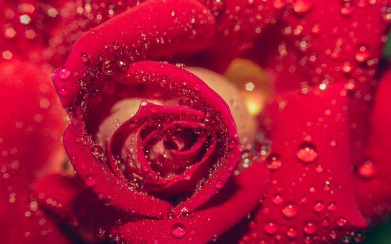 唯美艳丽的红玫瑰图片桌面壁纸