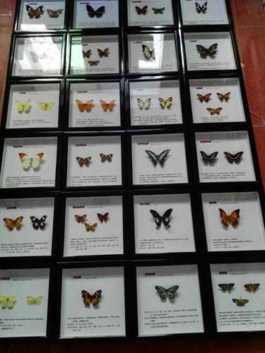蝴蝶标本昆虫标本成套展品小型尺寸
