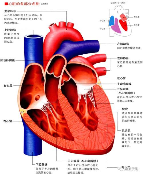 3d解剖丨胸部肺部心脏