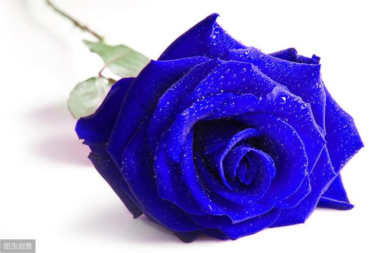 自然界中蓝色的花很少见,那么 "蓝色妖姬"蓝的那么动人,是人工培育