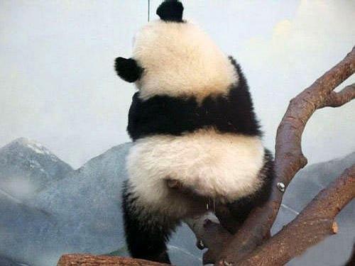eric的相册- 搞笑可爱的熊猫背影