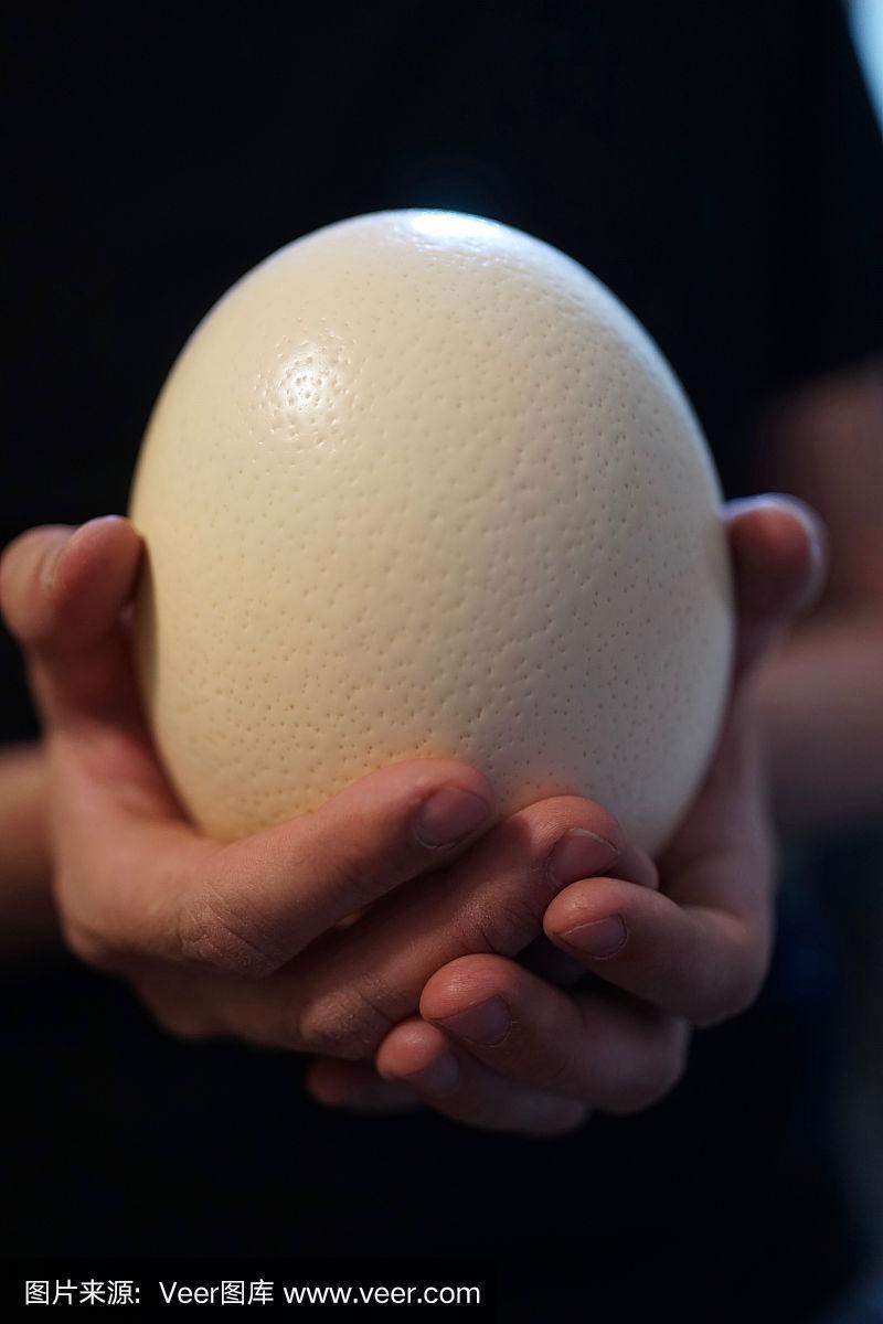 男性的手拿着一个大鸵鸟蛋的特写