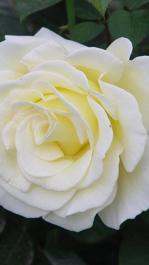 清新淡雅的白色玫瑰手机壁纸