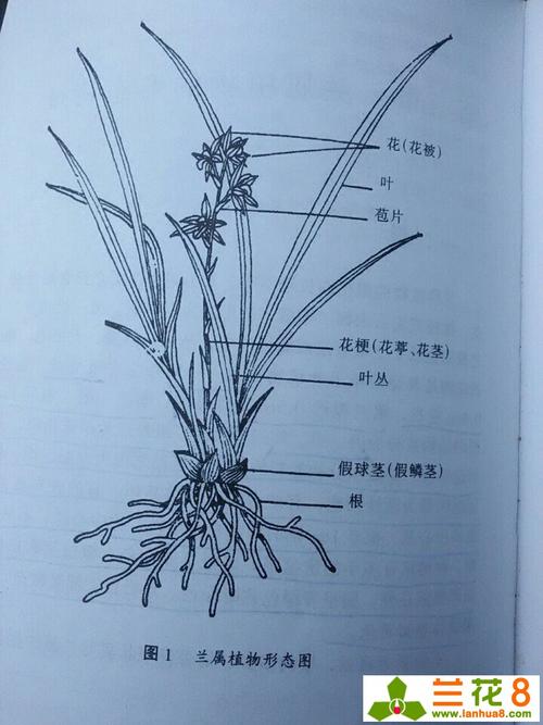 兰花的结构图解 | 兰花交流