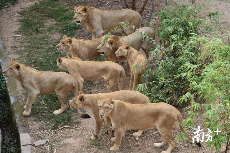 看"兽中之王"秀恩爱.深圳野生动物园8只非洲狮首次亮相