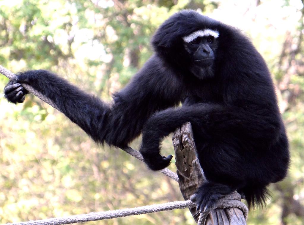 黑色好,这张照片是在德里动植物公园.已知是作为黑猴.