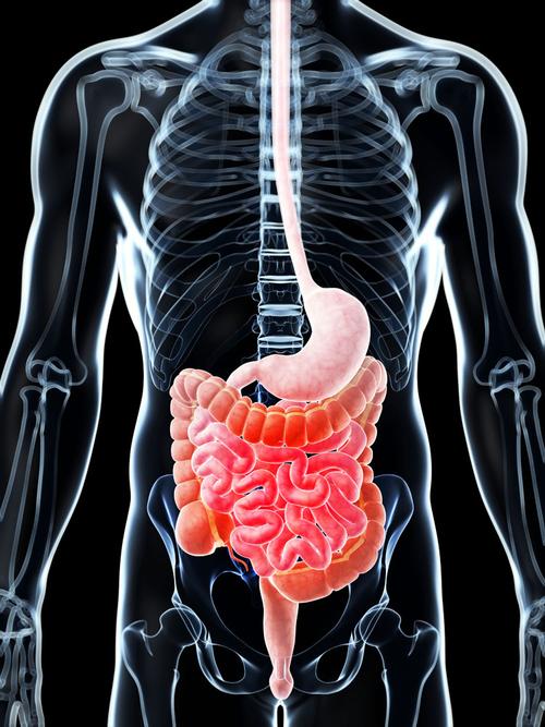  p>肠道是人体重要的消化器官.