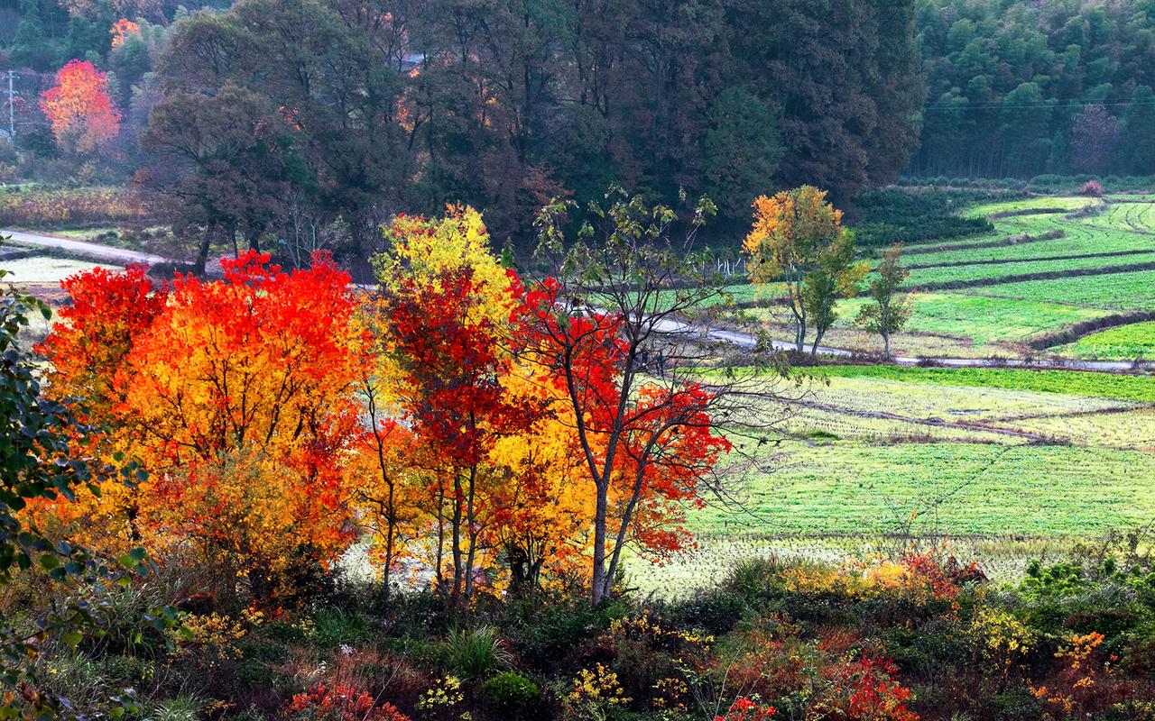 黄山塔川秋季唯美自然风景图片壁纸