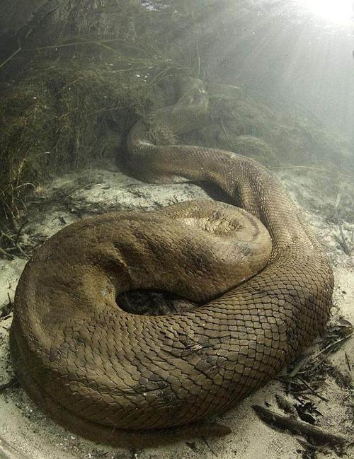 男子潜水中遇见8米长的大蛇,吓出一身冷汗,是目前记录最长的蛇