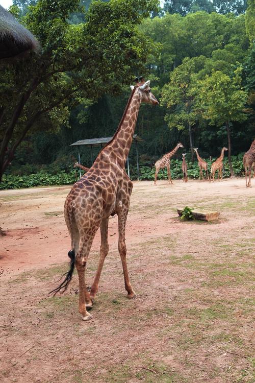 广州长隆野生动物园拍长颈鹿