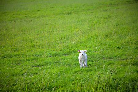 一只羊在农场吃青草图片素材