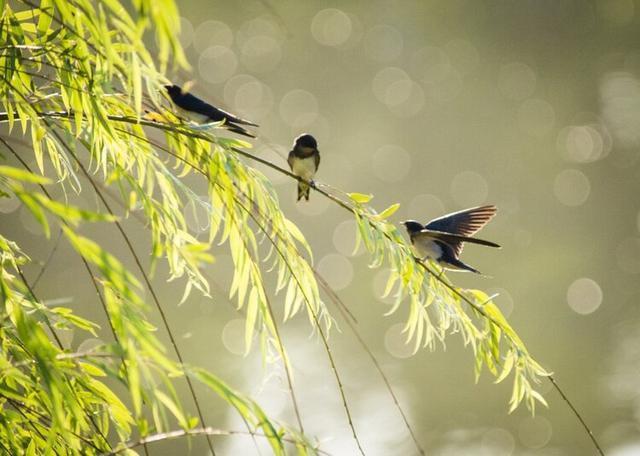 鸟类摄影:诗情画意的小燕子