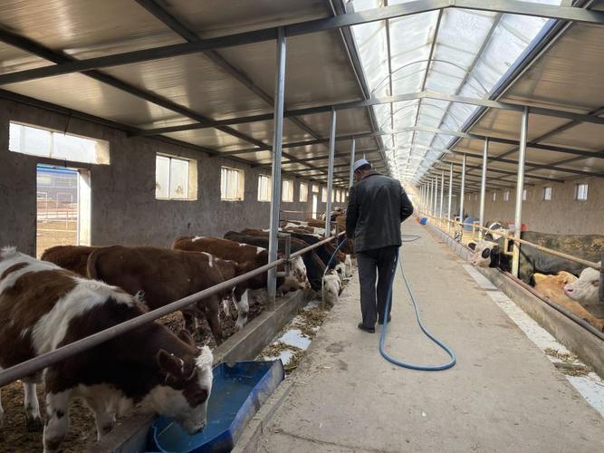 改善型牛棚精品化包装宁夏移民村产业升级助农增收见闻