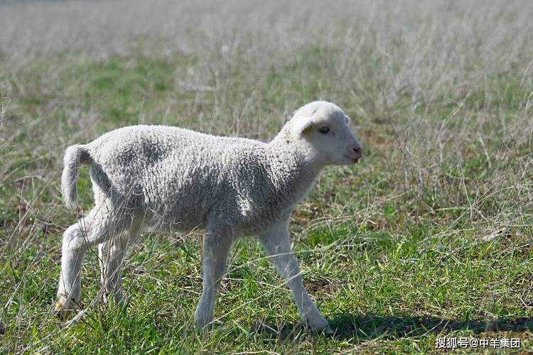 科学养羊羊拉稀吃什么比较好